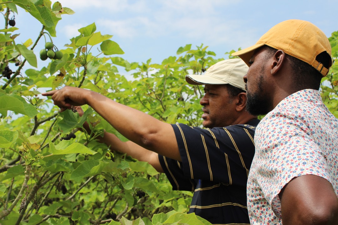 African Agriculture Sustainability